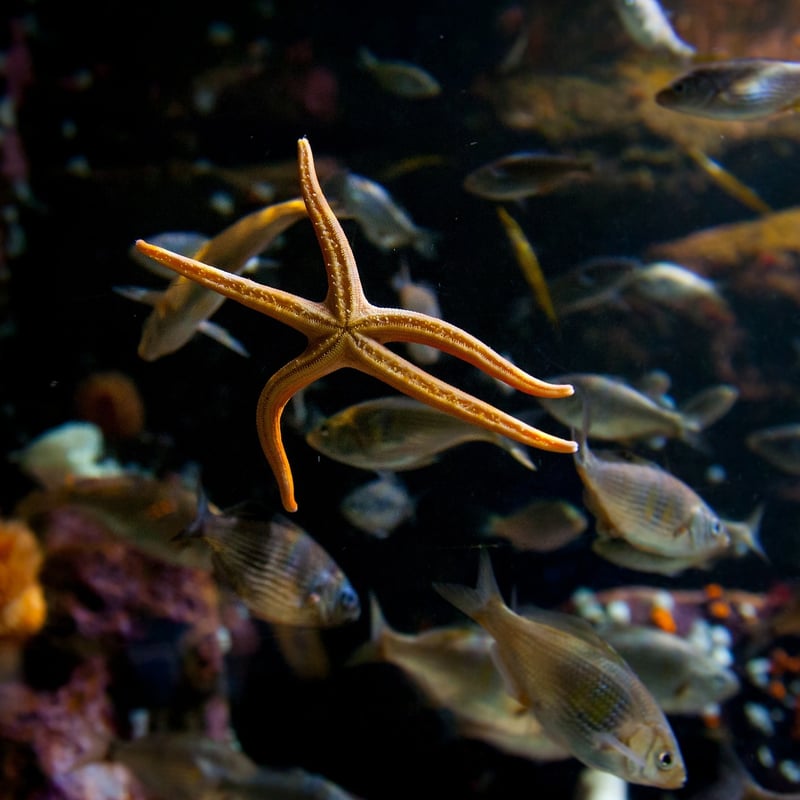 First dance under stars